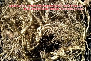 益盛藥業萬畝農田種植人參遇干旱仍增產，西洋參成亮點