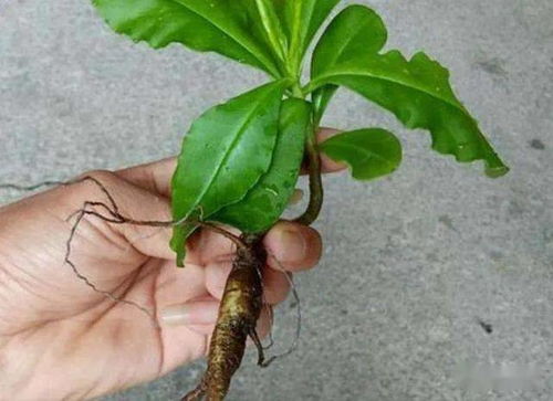 鄉野奇珍 德慶“土人參”的逆襲，從山間野菜到致富金苗
