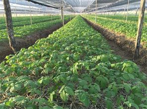 東域參農西洋參種植基地溯源 人參種植的傳承與創新